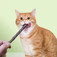 Natural Silvervine (Matatabi) Chew Sticks for Cats